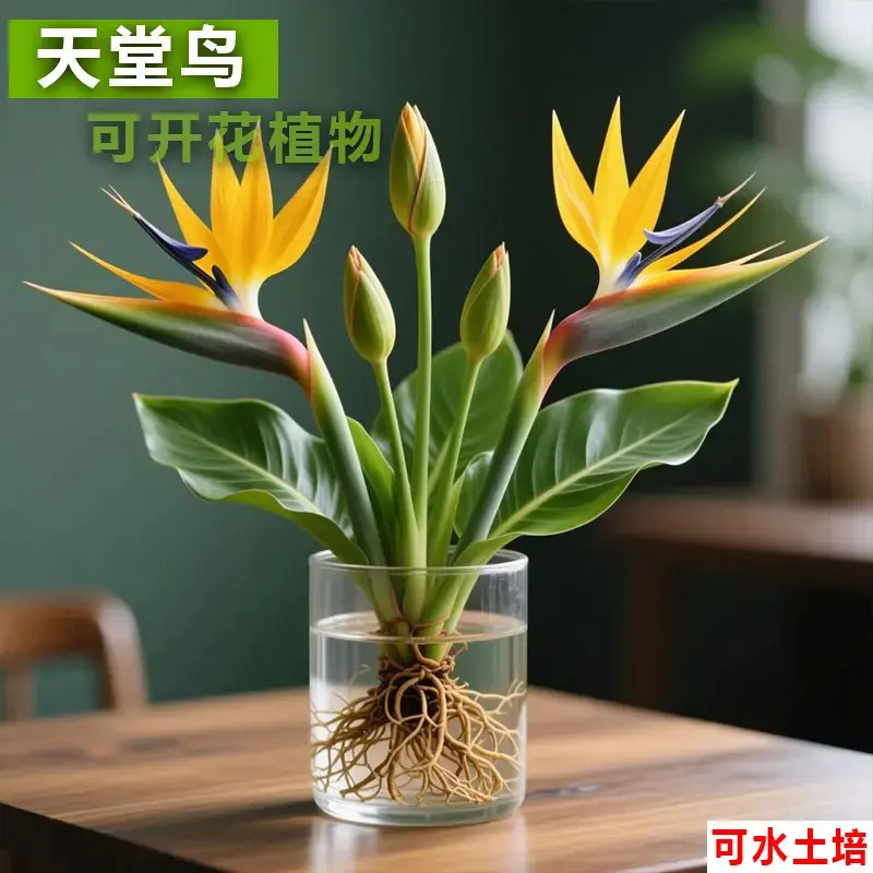 庭院阳台紫白天堂鸟种球水培花卉办公室室内水培花卉盆栽好养绿植