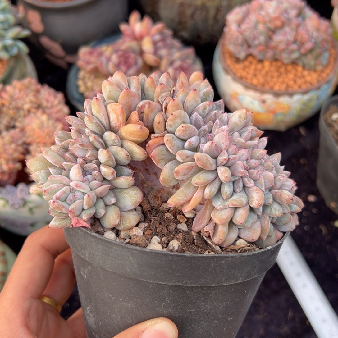 新年快乐 新年快乐