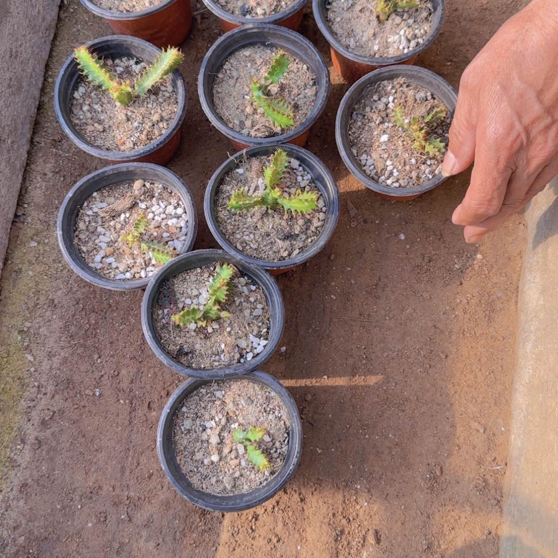 3****块根植物块根植物