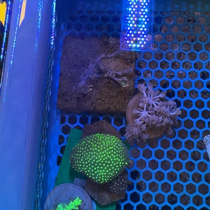 草皮珊瑚草皮➕闪千手➕密须皮➕手星花➕金麦穗➕白花皮革➕爆炸菇红菇