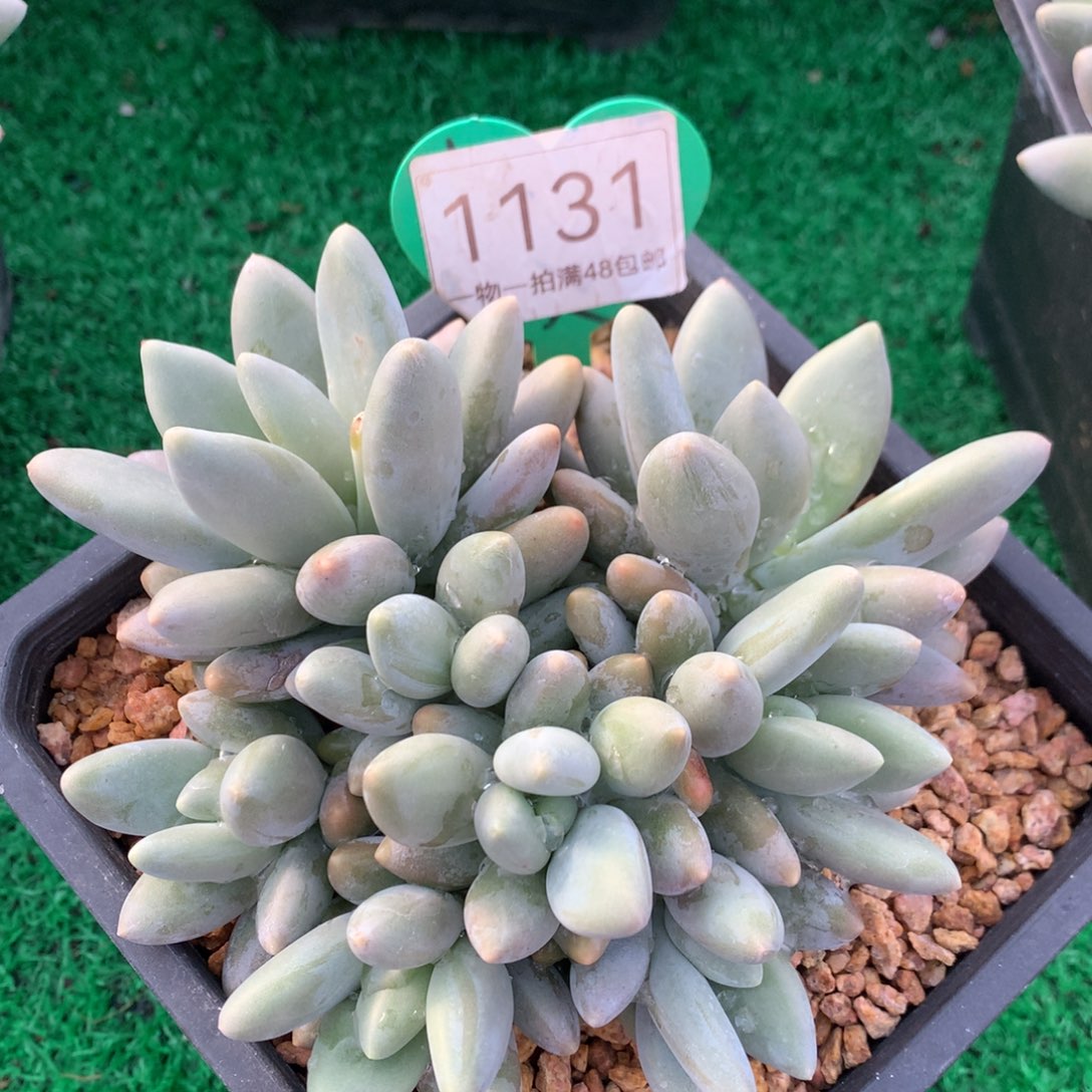 白兰地无砍平头1131