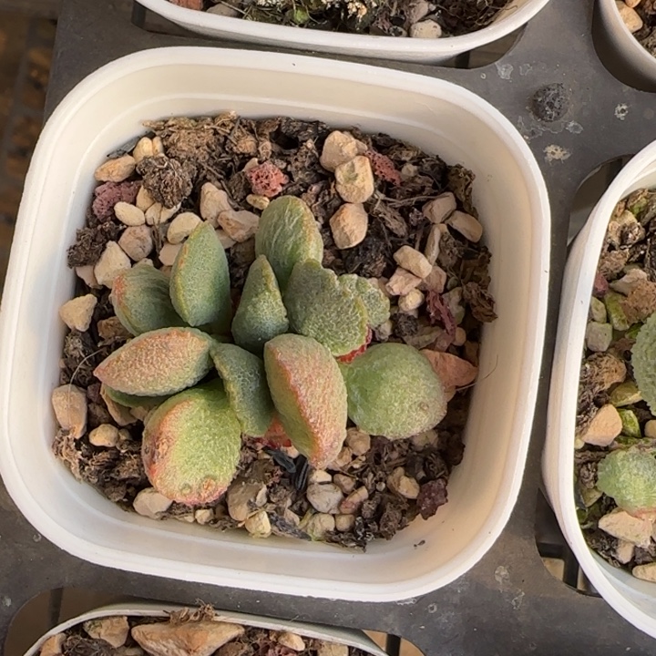 天蝎座水泡多肉植物