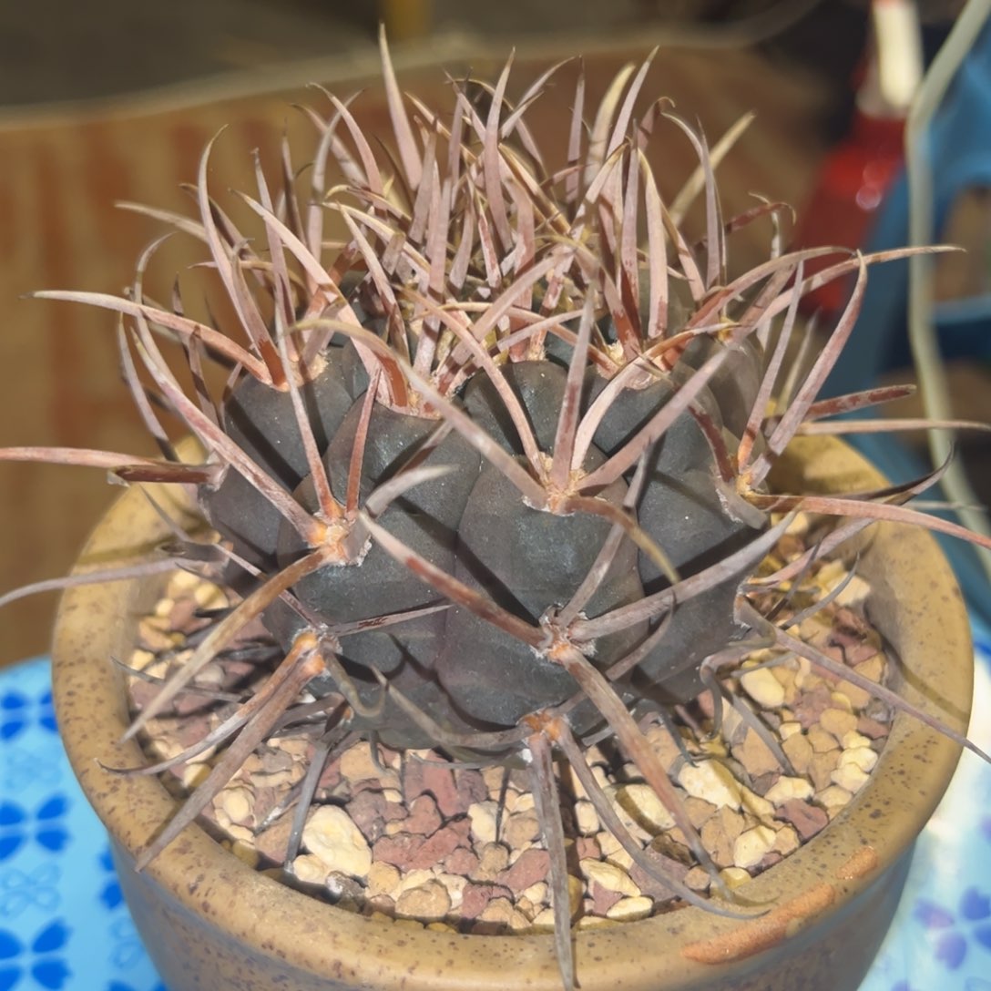 不**心仙人球一物一拍