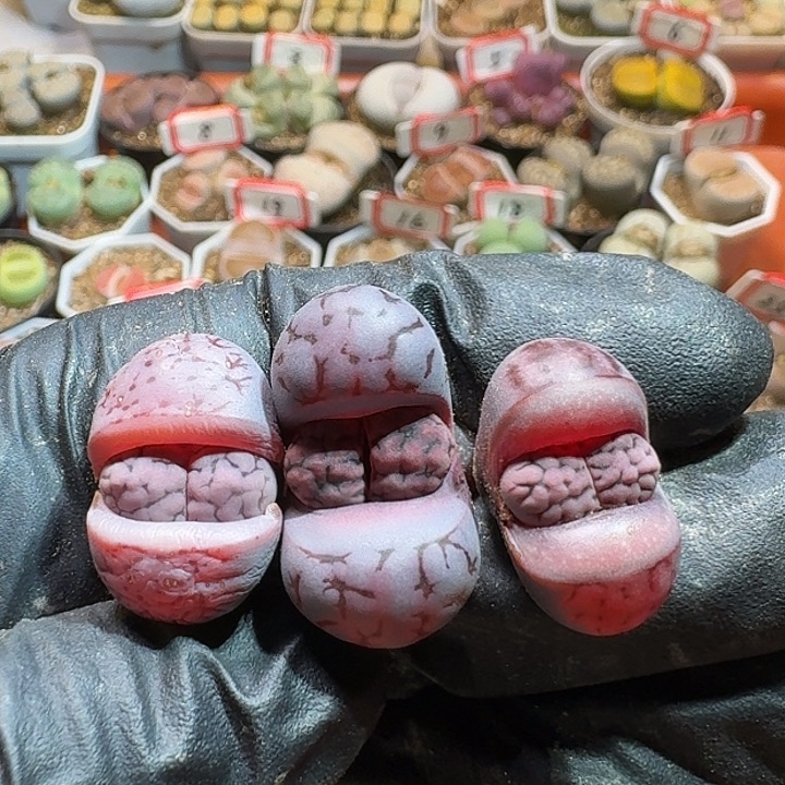 生石花223:：：。  170