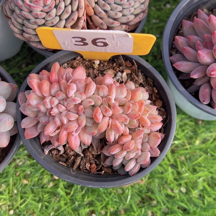 健健康康平平安安