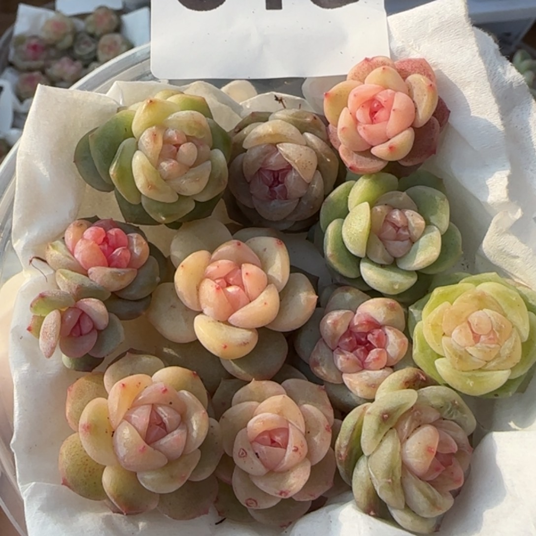 618 王者系列混合一盒