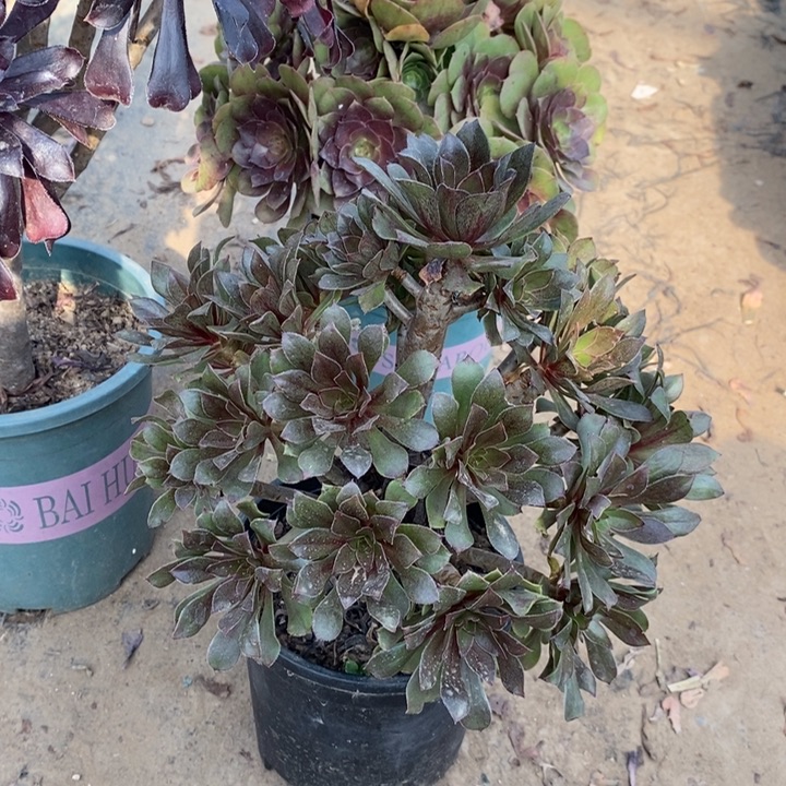 灰法多肉植物122。 