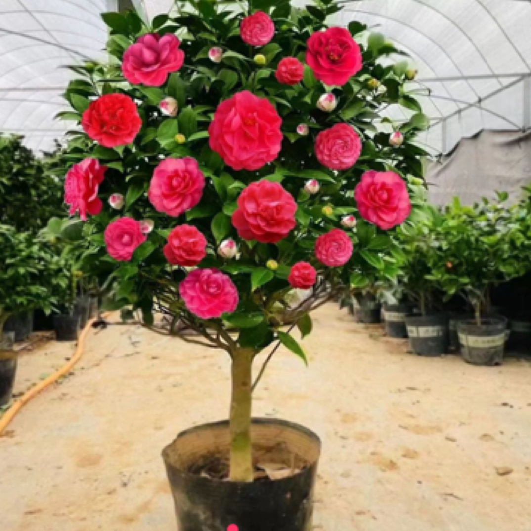四季开花红色重瓣茶花盆栽适合室内外庭院种植抗寒抗冻的花