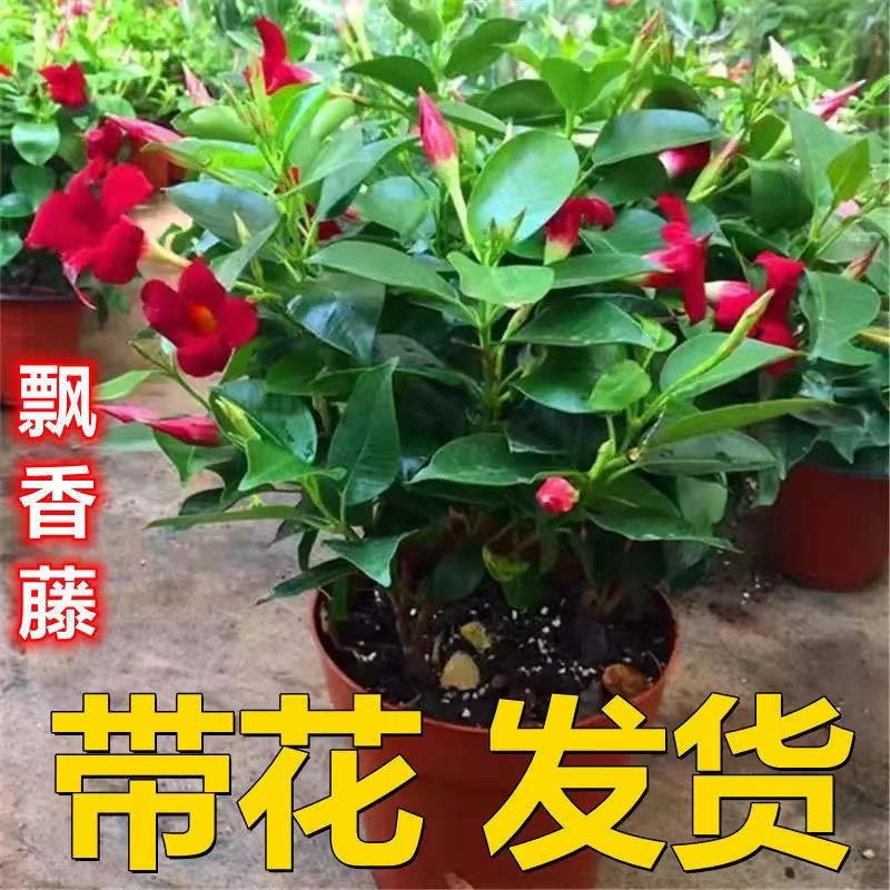 飘香藤盆栽花卉双喜藤花苗带花苞爬藤植物四季开花绿植好易养活