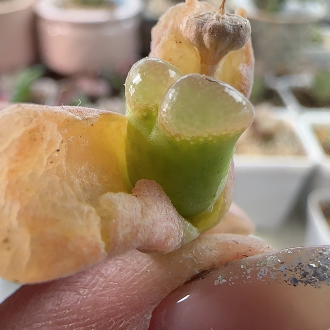 漂亮 自己捡漏。        