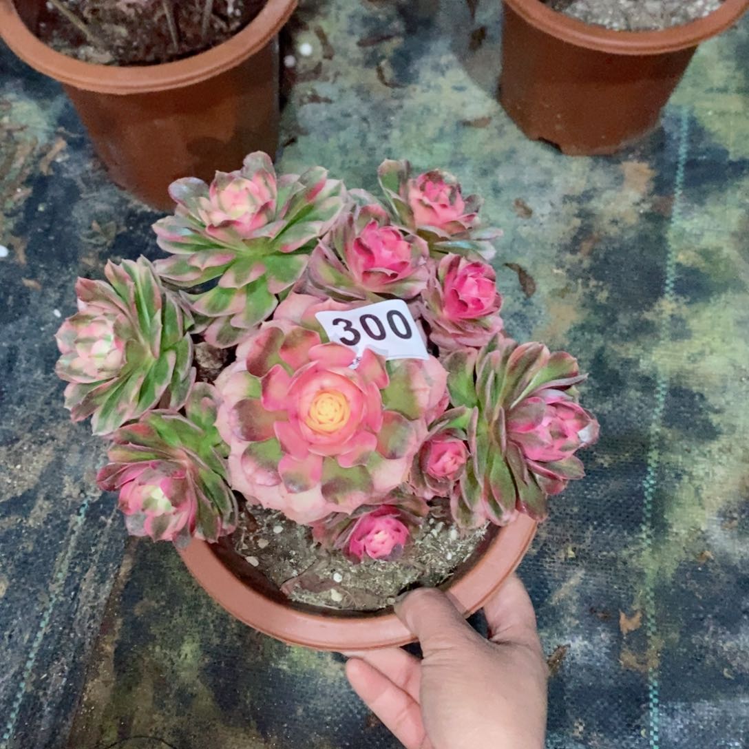 ?*荔枝300多肉1111小棵