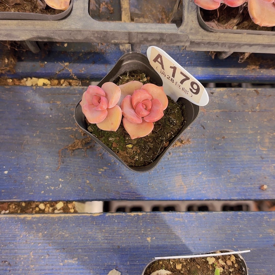 A179彩虹糖一物一拍