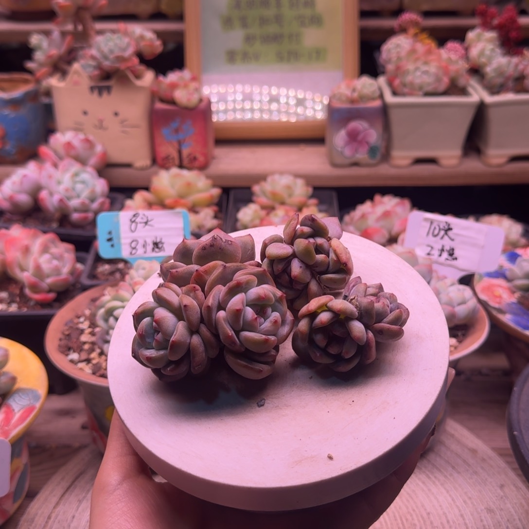 柏*石榴籽群三颗66