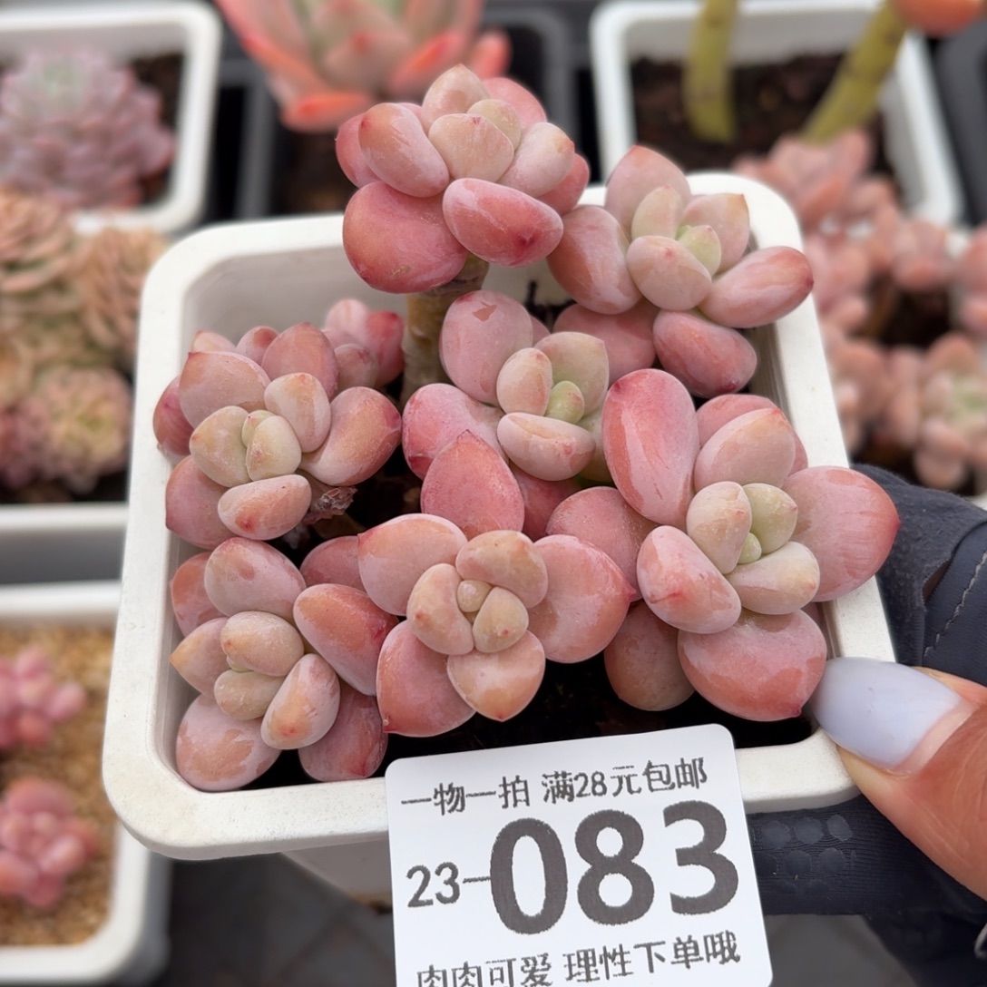 樱花洛神无盆土发货