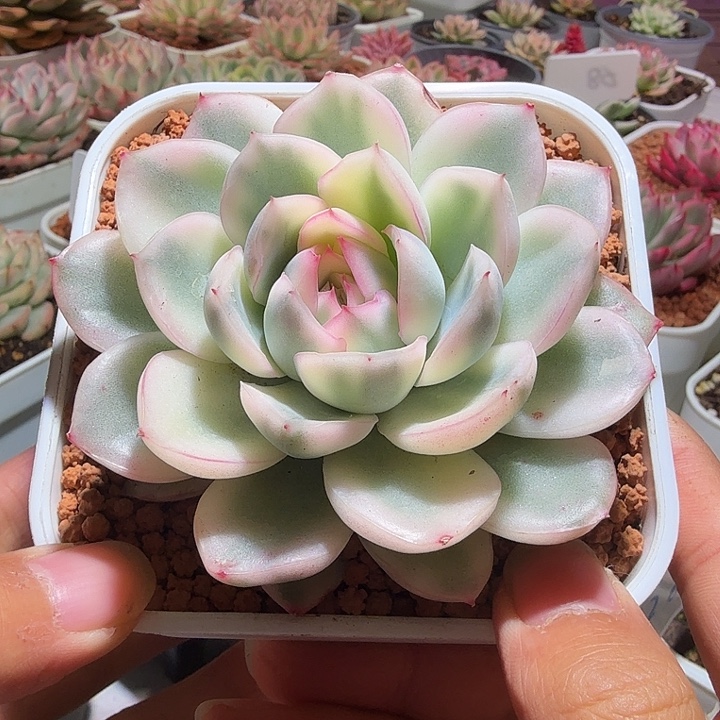 寒酥锦母本多肉植物