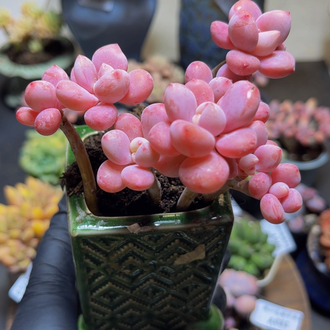 057樱花洛神9厘米多肉