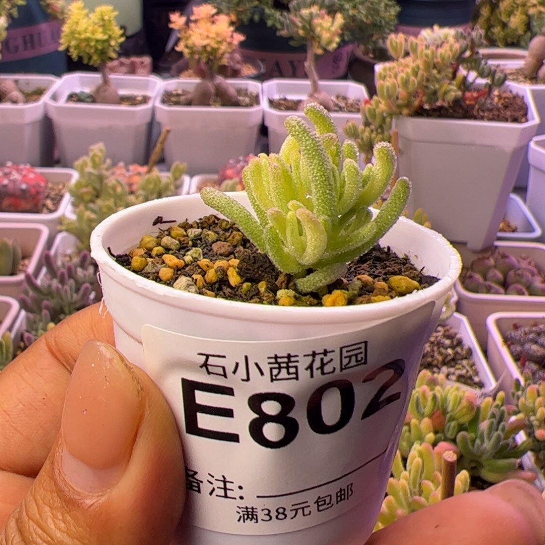 802多肉植物枝干不知名