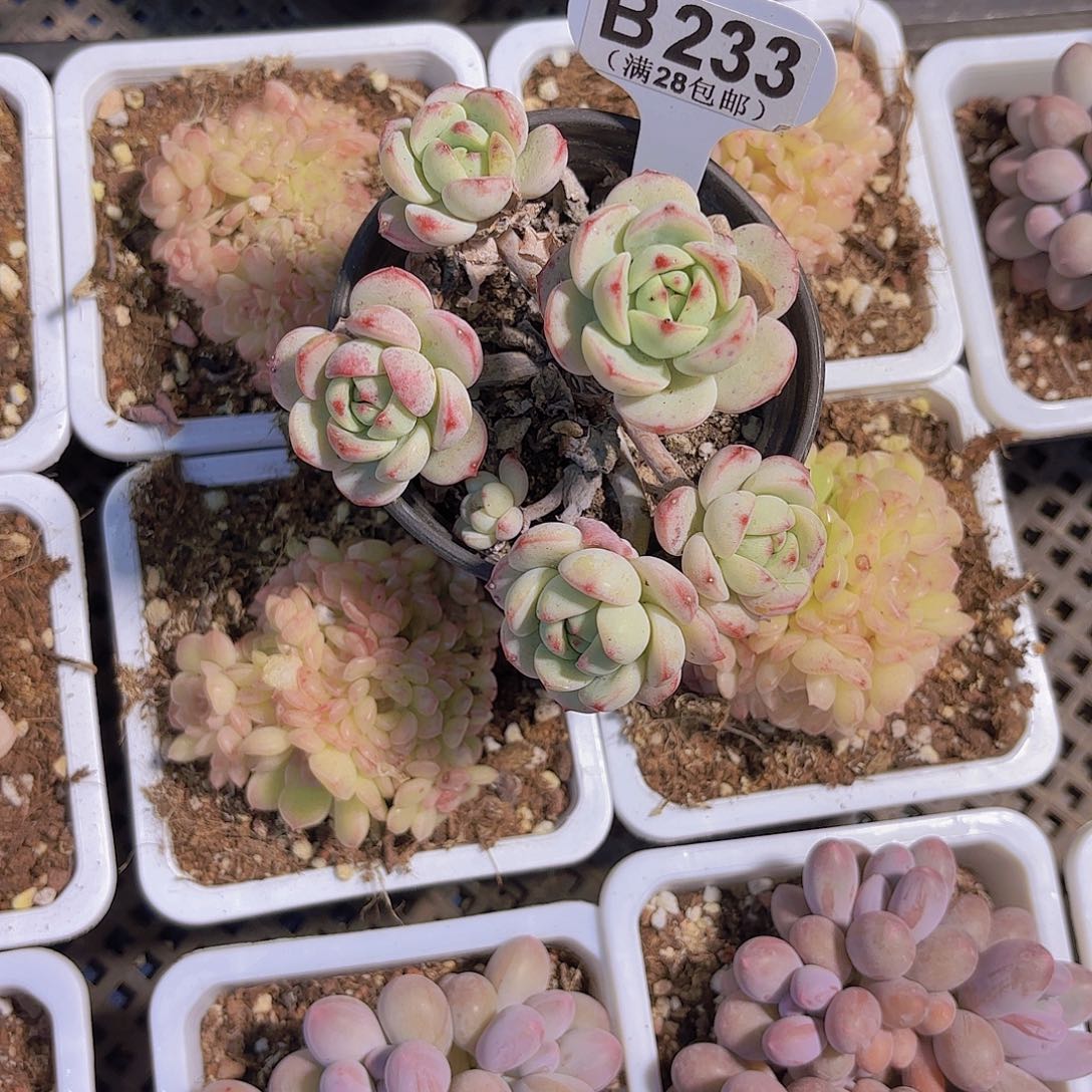 B233香草一物一拍