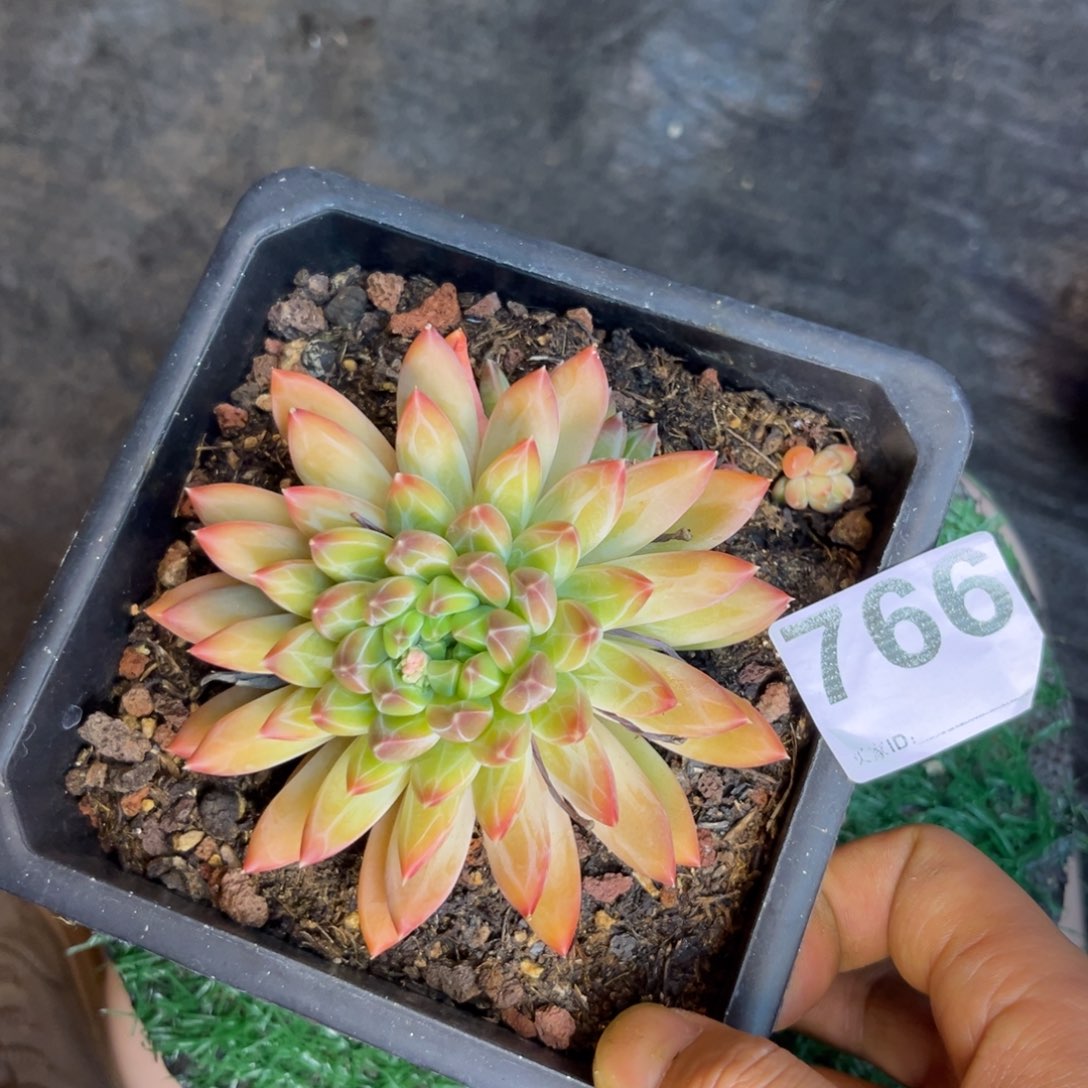 多肉植物美人sp766