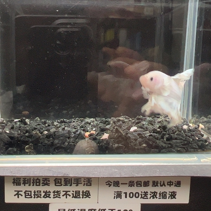 斗鱼跑单拉黑1日29