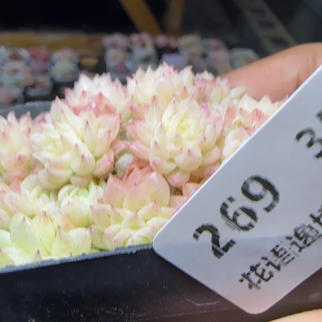 花语逸镜0311-269散