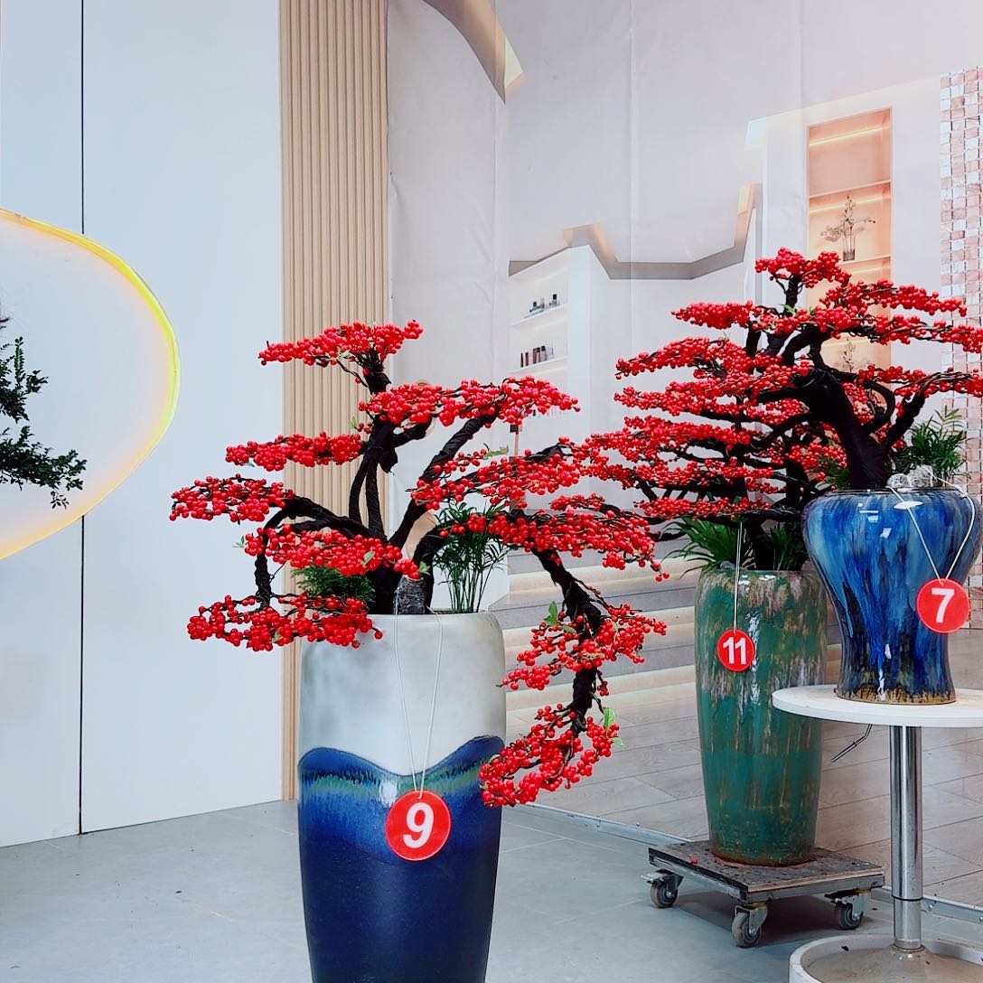 完全开放北美冬青88888888878