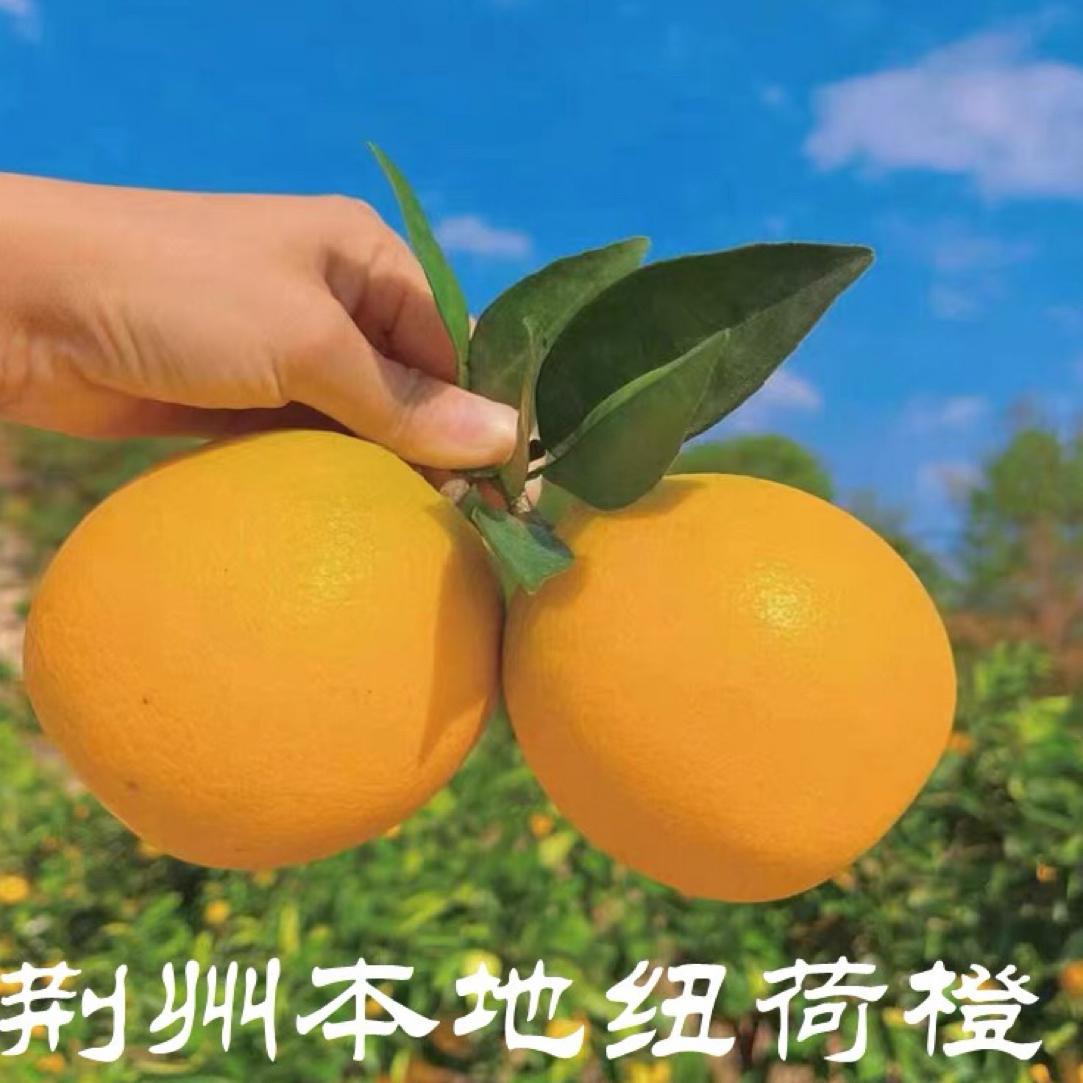 湖北荆州农家后院自种原生态纽荷尔橙香甜多汁5斤促销价