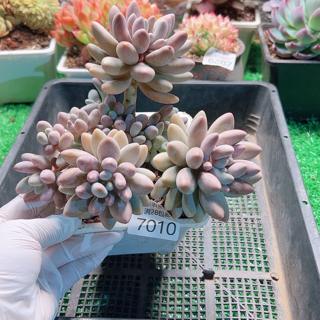 无花朵多肉一物一拍7010