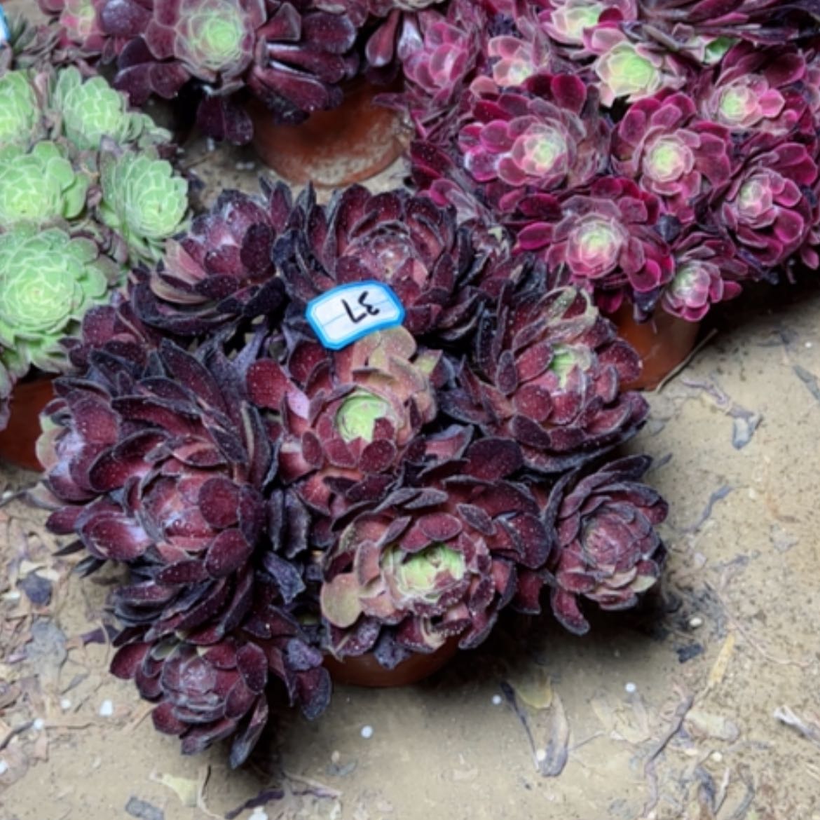 【闪购商品】多肉植物黑美人37