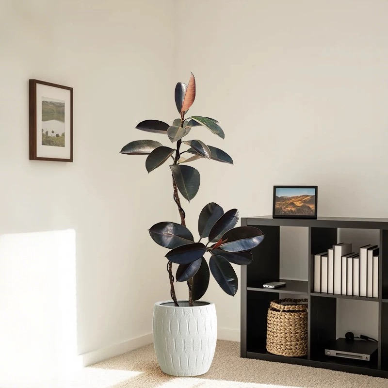 黑金刚橡皮树盆栽室内好养净化空气适合办公室客厅