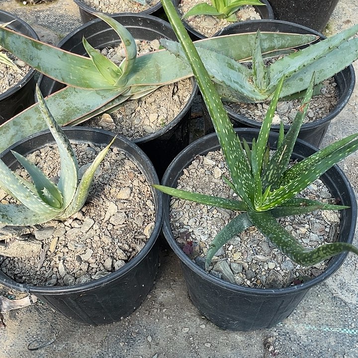 无花朵福利套餐4个品种芦荟