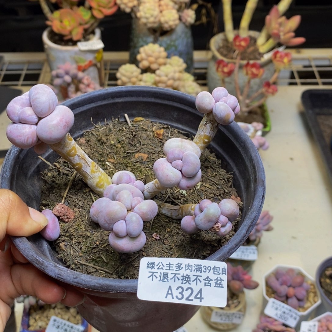 324芭比奶多肉8c m