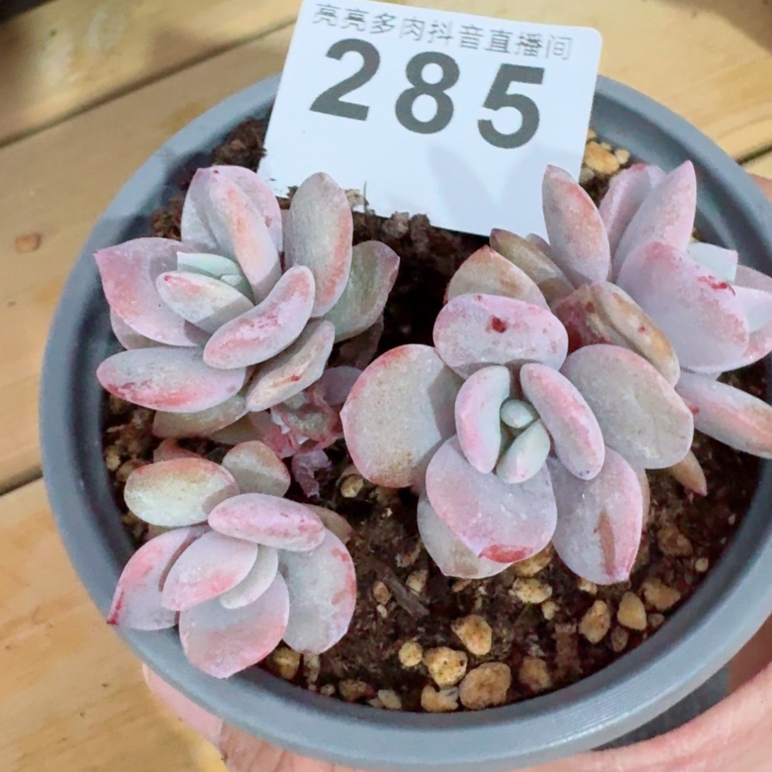 奶茶         精品多肉