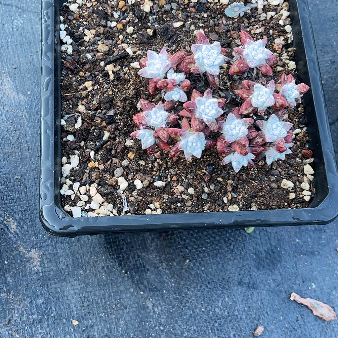 小鹿多肉一物一拍