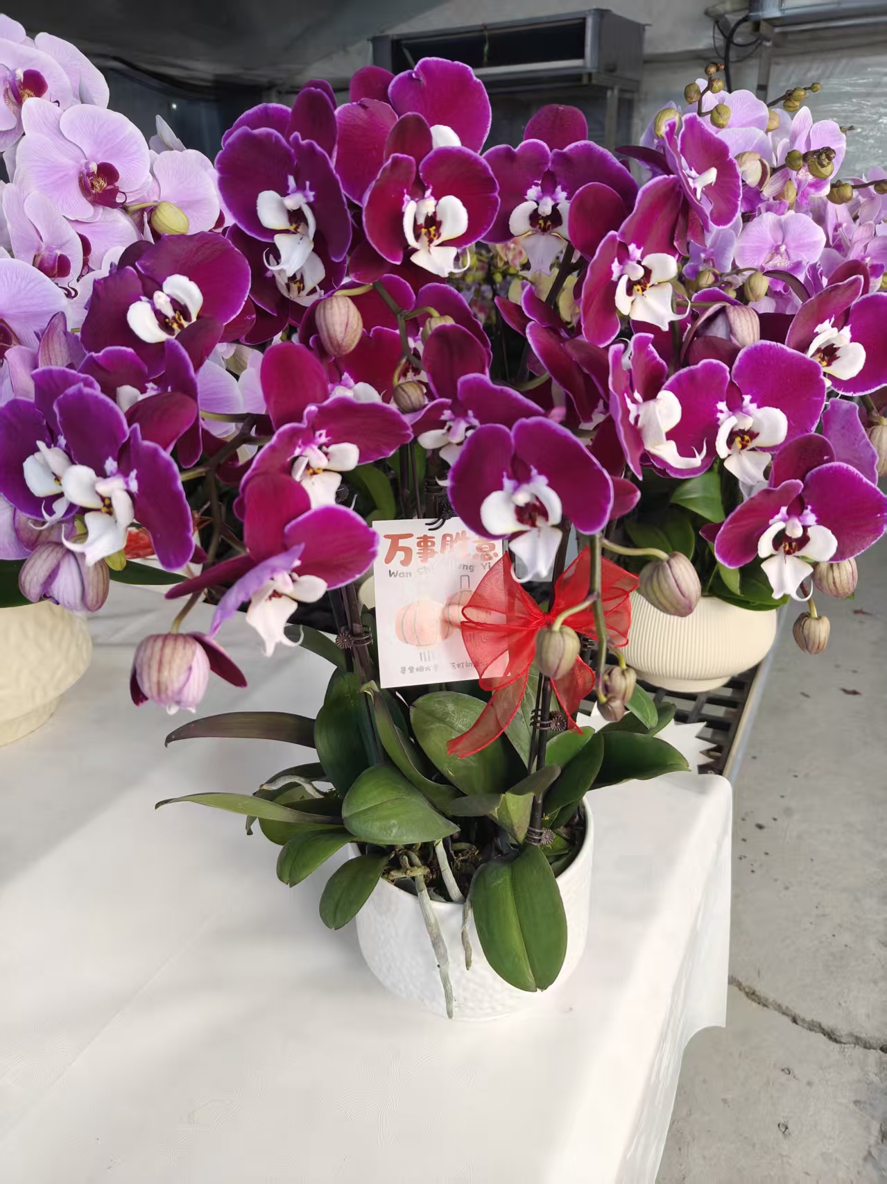 蝴蝶兰【米歇尔】鲜花盆栽室内观赏花花佛山基地直发好养易活