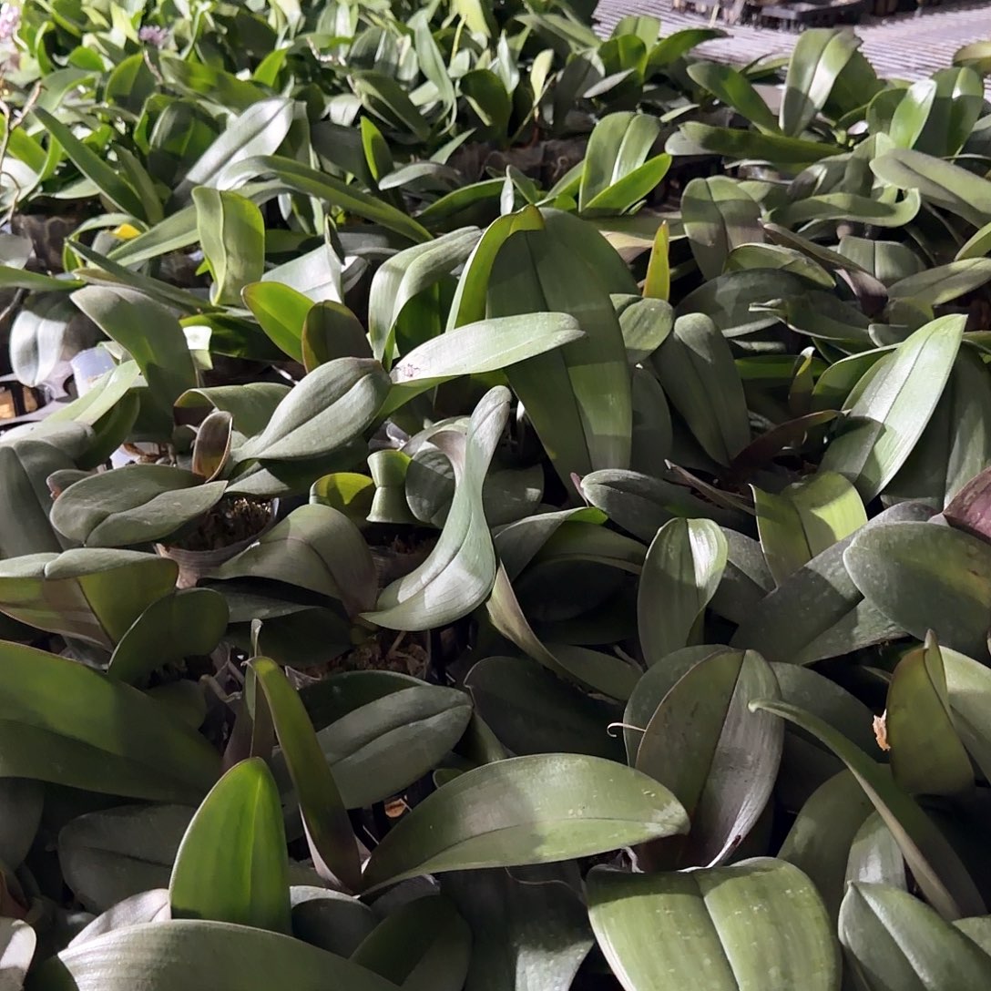 无花朵蝴蝶兰小拉蒙