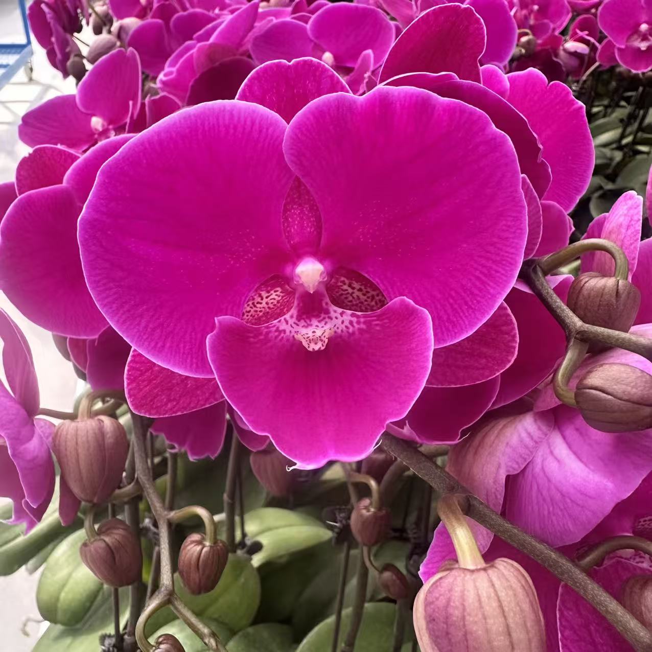 【北欧大辣椒】蝴蝶兰 红色中花型 四季花 室内花精品 源头基地直