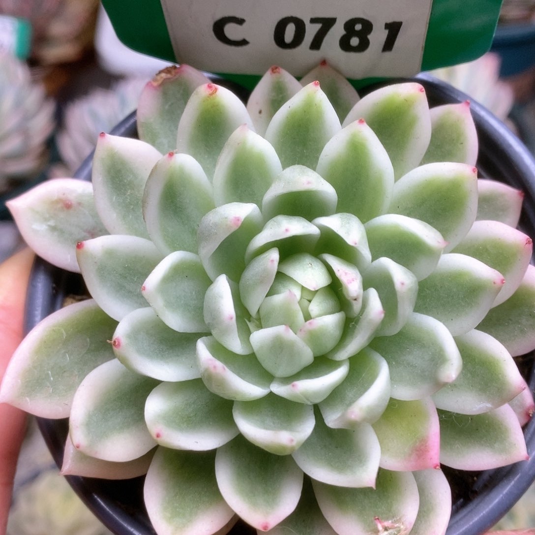 781东云杂锦锦锦锦