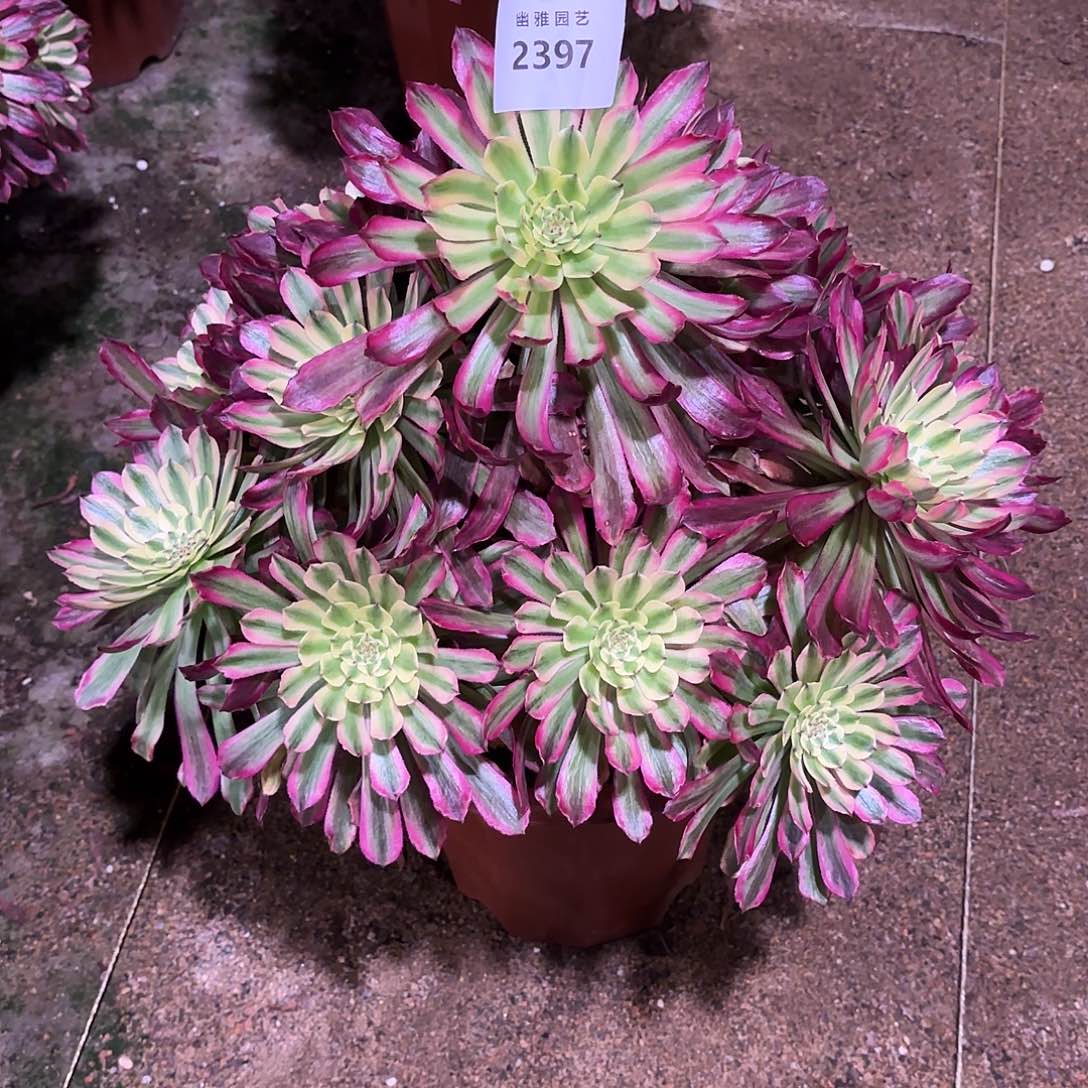 多肉法师紫薇2397