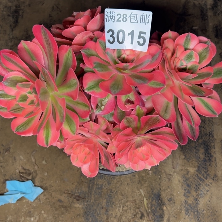 3015女巫多肉植物