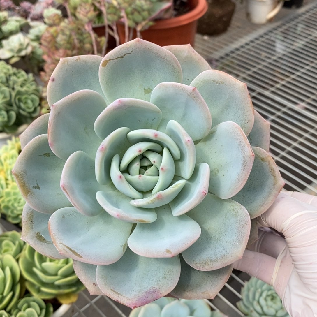 5329凤橙一物一拍
