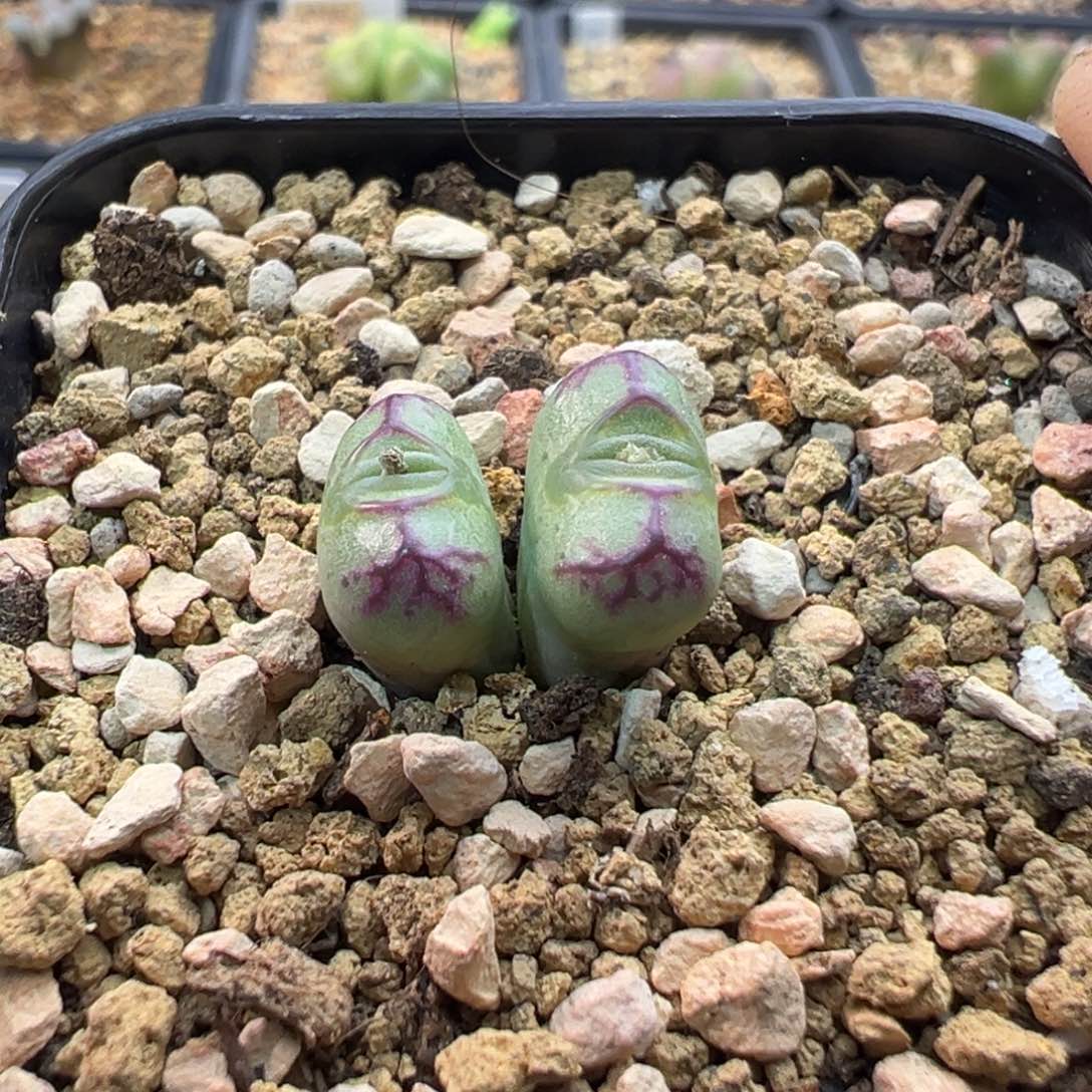 9多肉双头优选铅笔画杂一棵