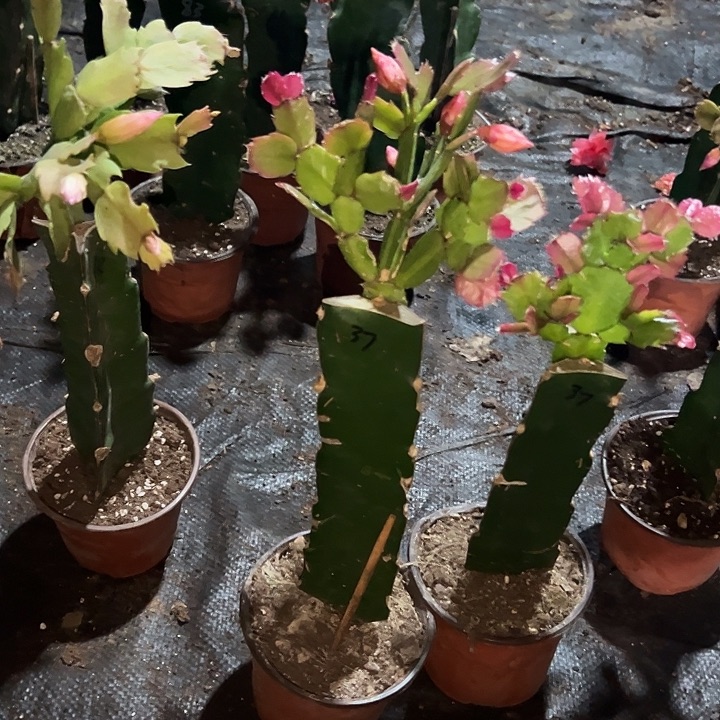 春***天，10种重瓣一拖二叶片