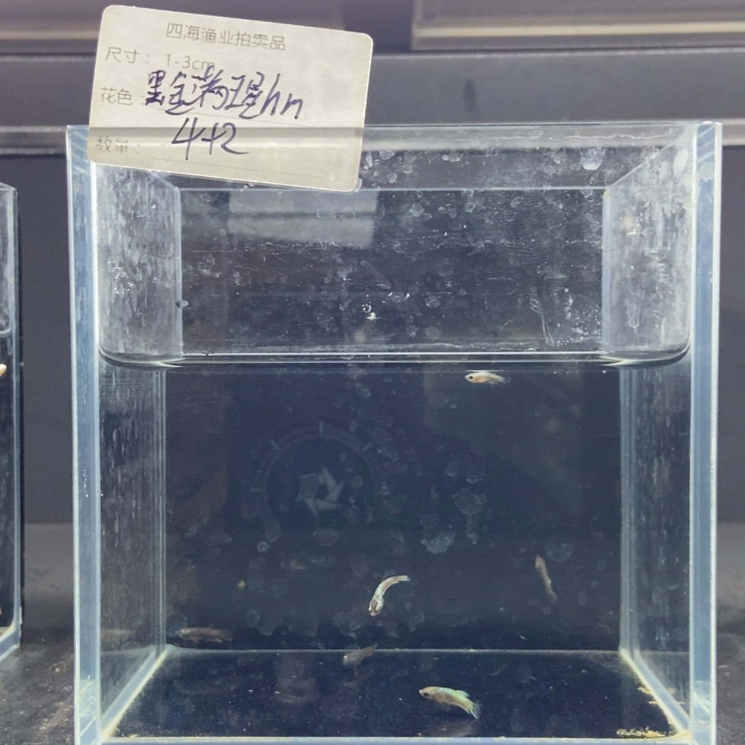 斗鱼包活不包损所见即所得598
