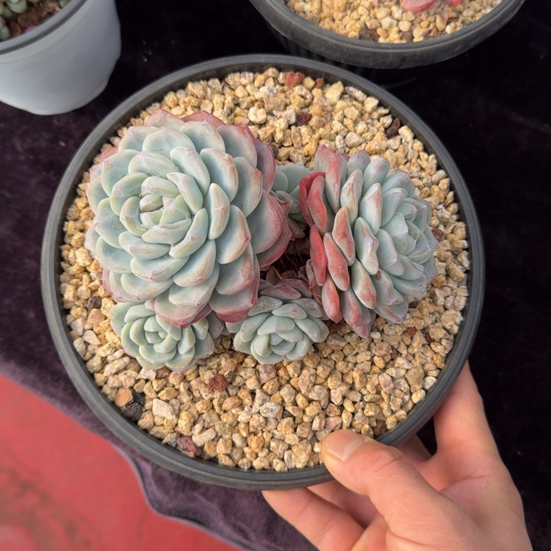 15厘米的尺寸一物一拍的