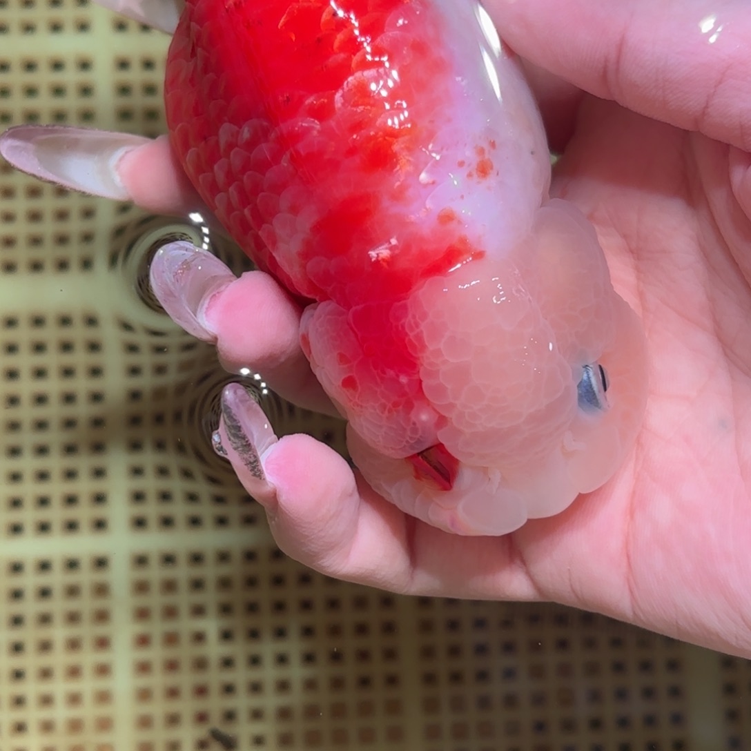 鱼***笨金鱼拍包装包邮，不拍包装运费到付