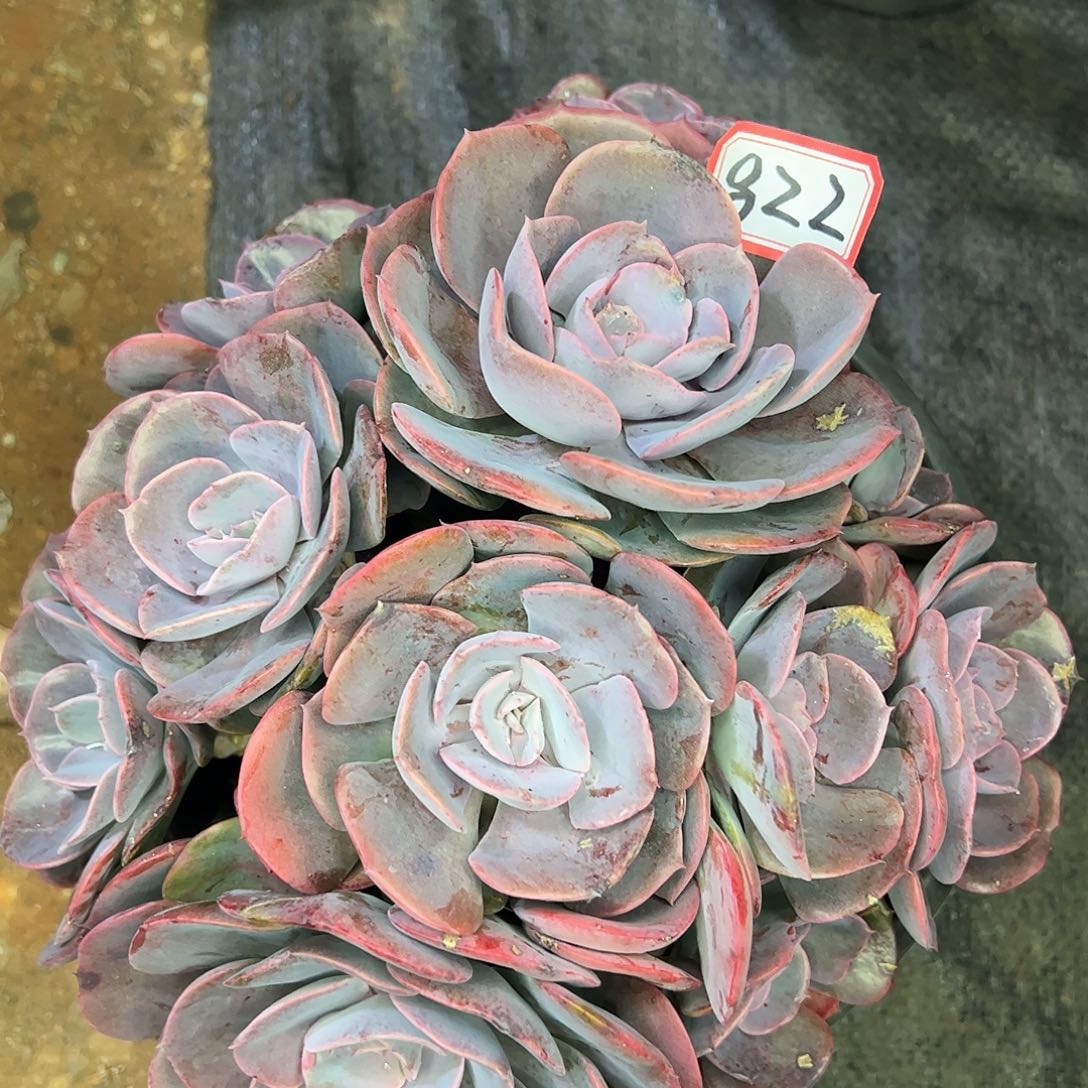 822号尘埃玫瑰，一物一拍