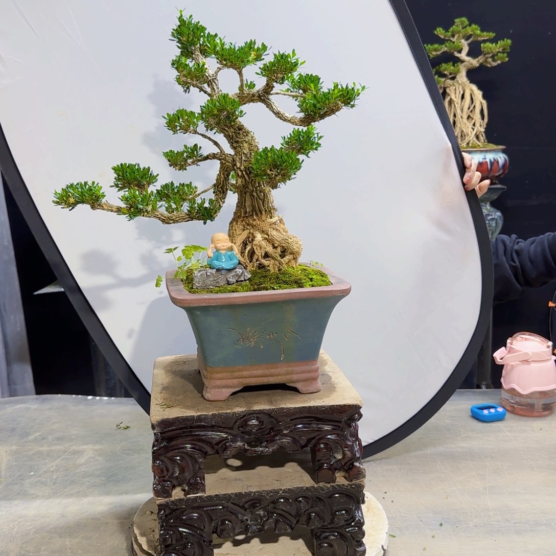 高端黄杨盆景艺术