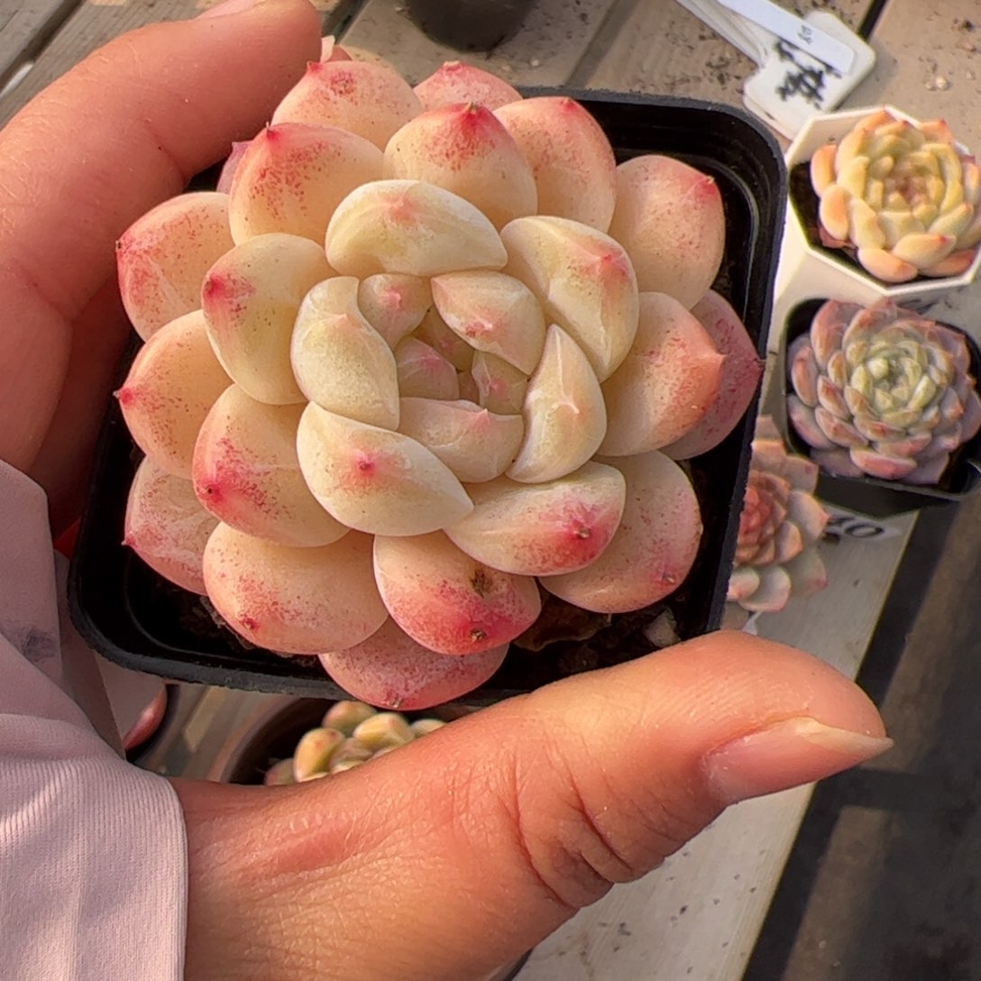 彩***落625 多肉植物组合盆栽