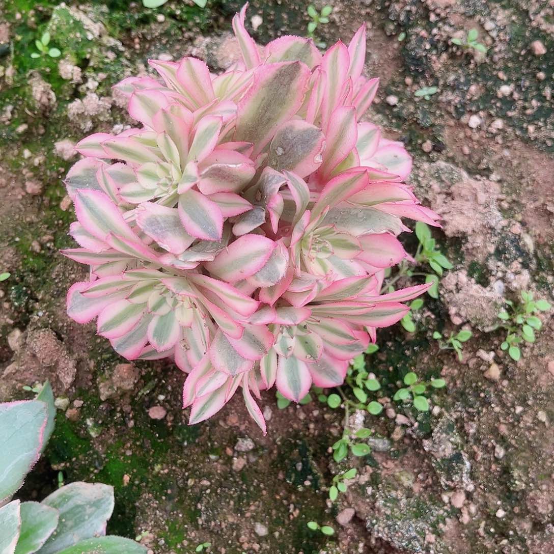 粉铜朵朵多肉植物